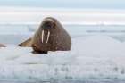 An Atlantic walrus-Odobenus rosmarus-resting on the ice Norway Coastal Print